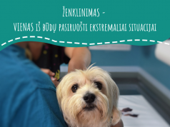 Gyvūnų ženklinimas – vienas iš būdų pasiruošti ekstremaliai situacijai