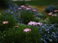 Kapaviečių įrengimo specialistės patarimai: kaip papuošti kapus prieš Vėlines