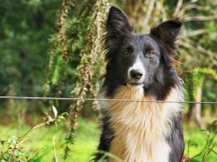 Lietuvos kaimuose masiškai prie būdų rišami šunys: kodėl būtina drausti?