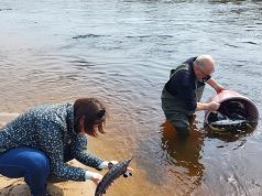 Pažymėti eršketai išleisti į Nerį ir Šventąją