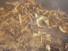 Kreiptąsi į aplinkosaugininkus dėl Siesarties upėje aptikto didelio kiekio elninių gyvūnų gaišenų (papildyta 04.06)