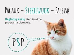 „Pagauk – sterilizuok – paleisk“ – beglobių kačių sterilizavimo programa Lietuvoje