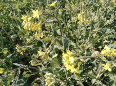 IKMIS: pasėlių stebėjimas ir LŽŪKT konsultantų rekomendacijos