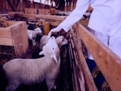 Ką kiekvienam gyvūnų augintojui norėtų priminti veterinarijos gydytojas?