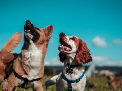 Gyvūnų prekių svarba: Kodėl kokybiškos prekės yra svarbios augintinio sveikatai ir gerovei
