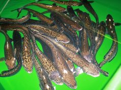 Draudžiama žvejoti vėgėles