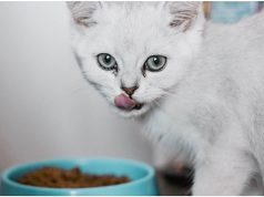 Kaip Josera maistas gali padėti užtikrinti katės ilgalaikę gerovę?