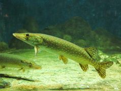 Nuo vasario 1-osios draudžiama žvejoti lydekas, prasideda vėgėlių žvejyba