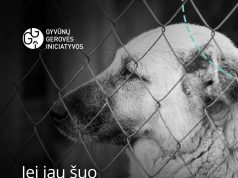 Gyvūnų gerovės specialistai pataria: kaip tinkamai įrengti voljerą šuniui?