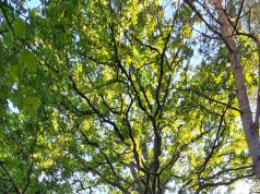 Sustabdyta akimirka: Ąžuolas prie Aukštųjų krantų