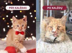 Kodėl negalima dovanoti gyvūnų?