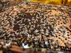 Bičių pikis ne veltui vadinamas „natūraliais antibiotikais“: vaistininkė paaiškino kodėl