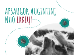 Erkės jau čia. Kaip apsaugoti augintinius?