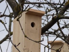 Miškininkai pataria: kaip tinkamai paruošti namus grįžtantiems sparnuočiams?