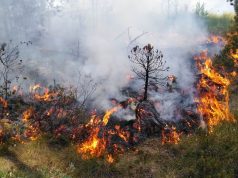Miškininkai imasi veiksmų pavasariniams gaisrams užkardyti