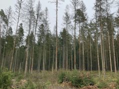 Ar galima savo miške iškirsti sausuolius?