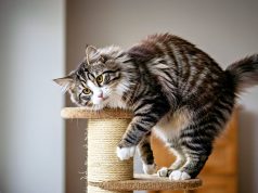 Kaip išsirinkti stilingas kačių draskykles, derančias prie jūsų namų interjero?