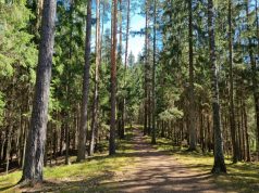 Miškų politika be mitų: faktai apie kirtimus ir apsaugą