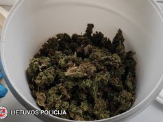 Ukmergės rajone sulaikyti kanapių augintojai – daugiabučio rūsyje buvo įrengę daiginimo laboratoriją