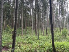 Pašilės girininkijos kirtimai: klaidinanti informacija ir tikrieji faktai