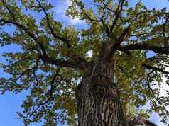 Ąžuolynų sveikata džiugina: šiemet nenudžiūvo nė vienas ąžuolas