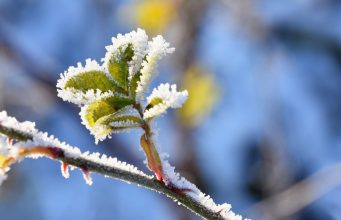 Nuo pavasarinių šalnų nukentėję sodininkai ir uogininkai kviečiami teikti prašymus paramai gauti