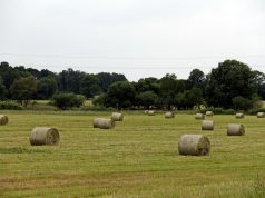 Savivaldybėms bus suteiktos platesnės valstybinės žemės administravimo funkcijos