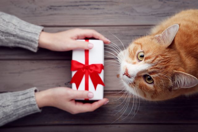 ginger-cat-and-gift-box-5703725