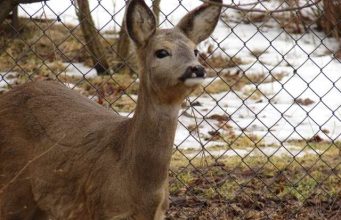 Sugrįžus tikrai žiemai, miškuose prasidėjo baltasis badas
