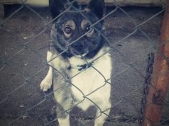 Seime vykusioje diskusijoje aptarti gyvūnų augintinių gerovės ir apsaugos iššūkiai