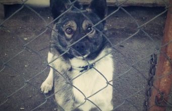 Seime vykusioje diskusijoje aptarti gyvūnų augintinių gerovės ir apsaugos iššūkiai