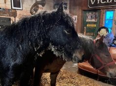 Ukmergės rajone ugniagesiai traukė pelkėje įklimpusį arklį