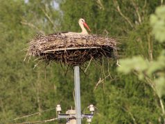 Aplinkosaugininkai primena: saugokime laukinius paukščius ir jų lizdus