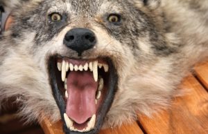 Šį sezoną sumedžioti 275 vilkai