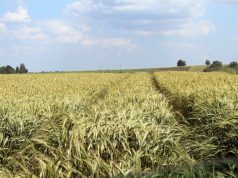 Žemės ūkio naudmenų deklaravimas: ūkininkai raginami nedelsti