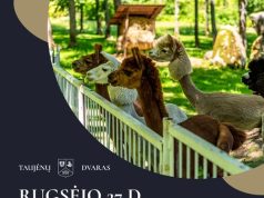 Alpakų paroda Taujėnų dvaro parke