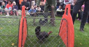 Vištų lenktynės 2016