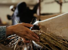 Ar kombikormas tinkamas pasirinkimas tvartiniu laikotarpiu?