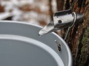 Prasideda sulos sezonas – ką svarbu žinoti