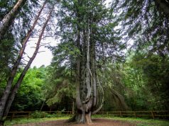 Renkamas Lietuvos metų medis, pretendentai jau gali teikti paraiškas