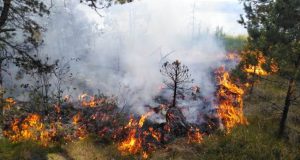 Miškų gaisringumas šalyje toliau didėja – miškininkai prašo gamtoje elgtis atsakingai
