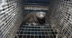 Slapti kadrai iš kailių fermų – gyvūnai talžomi, dusinami dujų kamerose: veiklą draudžiantis įstatymo projektas skinasi kelią į Seimą