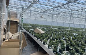 Ukmergės rajonas liūties ir krušos padarinių neišvengė: keturiose seniūnijose skelbia ekstremaliąją situaciją