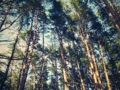 Siekiant išvengti kenkėjų plitimo, miškų savininkai raginami tvarkyti audrų nuniokotus miškus