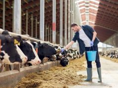 Energetiniai papildai galvijams – ar tikrai verta?