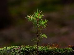 Miškų valdytojai kviečiami suskubti: numatyta daugiau nei milijono eurų parama