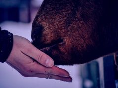 Kuo svarbūs mineraliniai papildai galvijams?