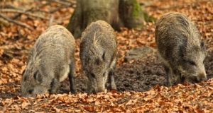 VMVT: Lietuvoje panaikinta didžioji dalis III afrikinio kiaulių maro ribojimų zonos