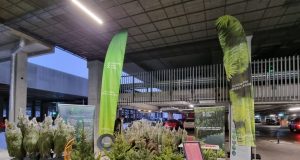 Valstybinių miškų urėdija kviečia įsigyti kalėdinių medelių