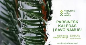 Miškininkai gyventojams dovanos eglių ir pušų šakas